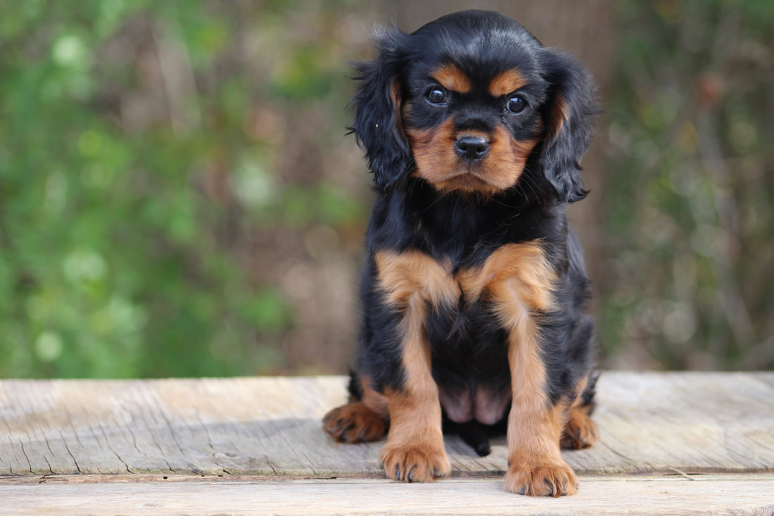 Welcome To Ruby And Black Cavaliers Cavalier King Charles
