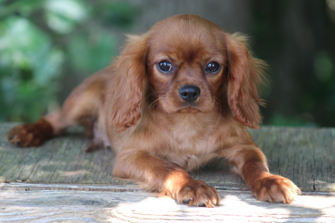 Welcome to Ruby and Black Cavaliers - Cavalier King Charles Spaniel ...
