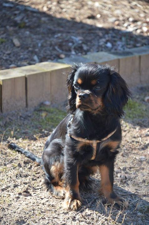 black and tan king charles puppy