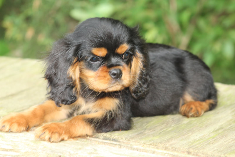 Welcome to Ruby and Black Cavaliers - Cavalier King Charles Spaniel ...